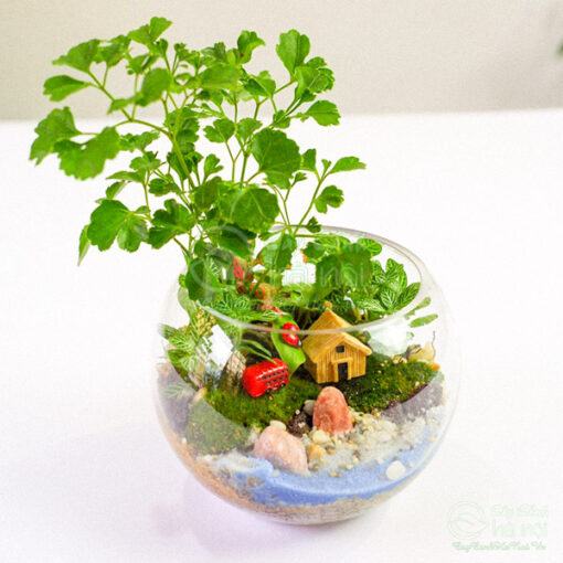 Terrarium tiểu cảnh thủy tinh