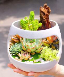 Tiểu cảnh terrarium sen đá làm quà sinh nhật