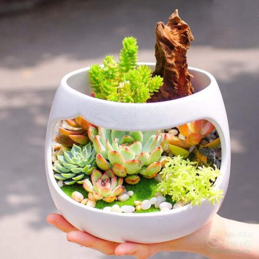 Tiểu cảnh terrarium sen đá làm quà sinh nhật