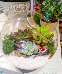 Tiểu cảnh terrarium mang đến nhiều điều may mắn