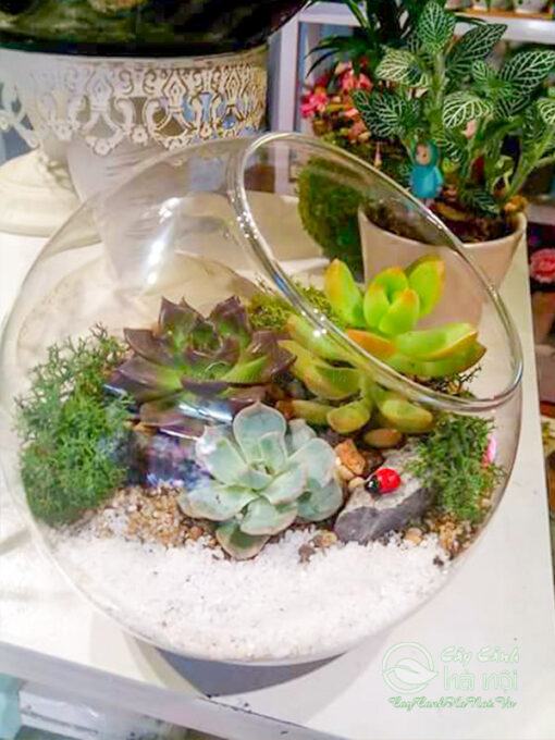 Tiểu cảnh terrarium mang đến nhiều điều may mắn