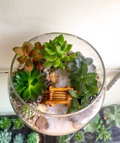 Terrarium là tiểu cảnh mix nhiều loại cây khác nhau