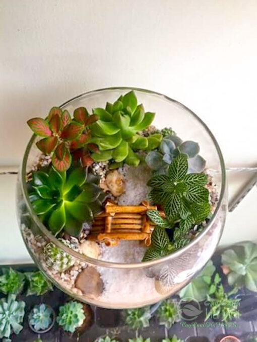 Terrarium là tiểu cảnh mix nhiều loại cây khác nhau