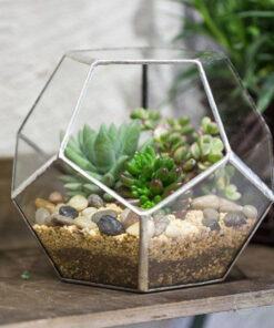 Terrarium đa giác ấn tượng