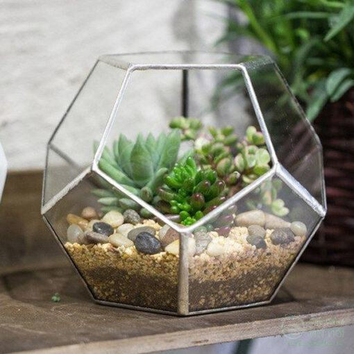 Terrarium đa giác ấn tượng