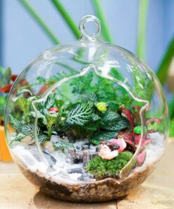 Cách thực hiện làm chậu tiểu cảnh terrarium