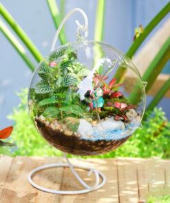 Terrarium chăm sóc để tươi lâu