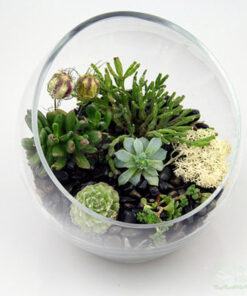 Tiểu cảnh Terrarium độc đáo, mới lạ