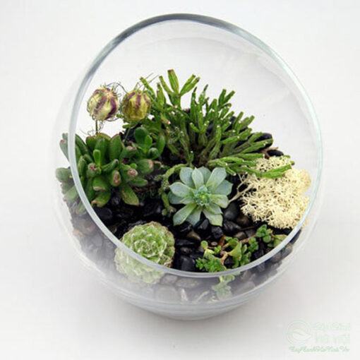 Tiểu cảnh Terrarium độc đáo, mới lạ