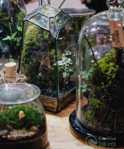 Cửa hàng bán terrarium Hà Nội