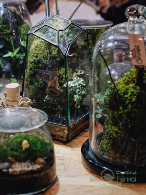 Cửa hàng bán terrarium Hà Nội