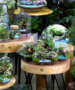 Nơi cung cấp sỉ lẻ tiểu cảnh terrarium Hà Nội