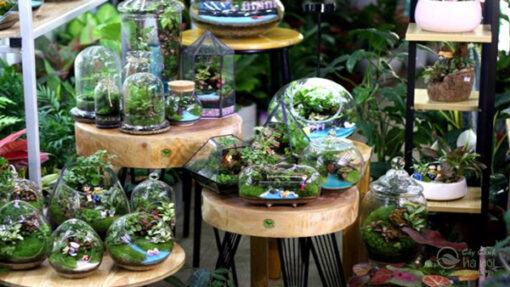 Nơi cung cấp sỉ lẻ tiểu cảnh terrarium Hà Nội