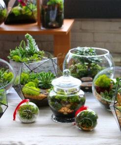 Chậu trồng tiểu cảnh Terrarium