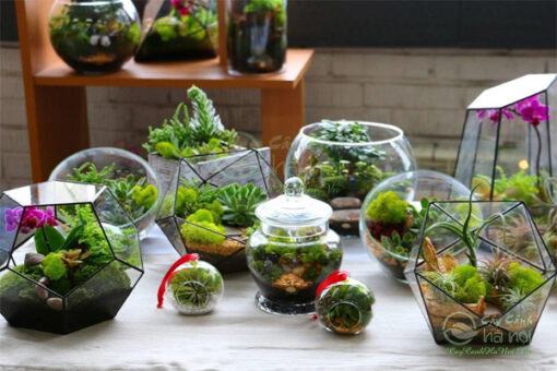 Chậu trồng tiểu cảnh Terrarium