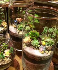 Chọn đất trồng Terrarium thích hợp