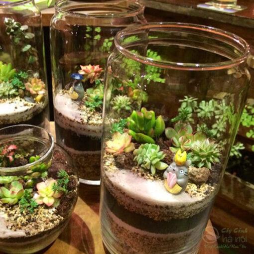 Chọn đất trồng Terrarium thích hợp