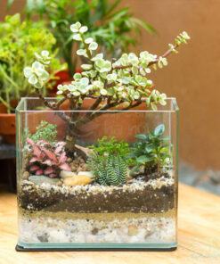 Cây trồng Terrarium thường là cây mọng nước