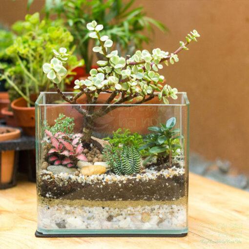 Cây trồng Terrarium thường là cây mọng nước