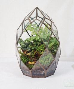 Tiểu cảnh thủy tinh terrarium