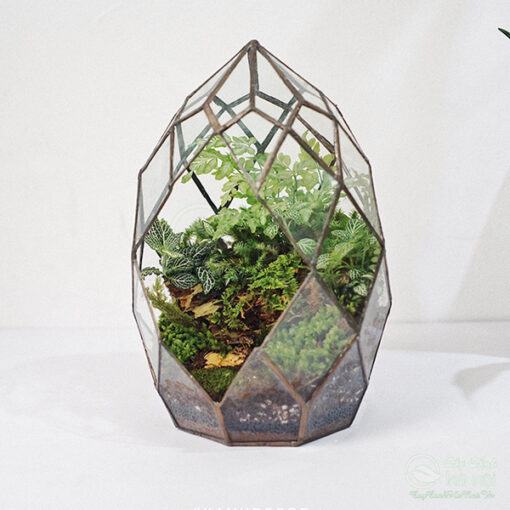 Tiểu cảnh thủy tinh terrarium