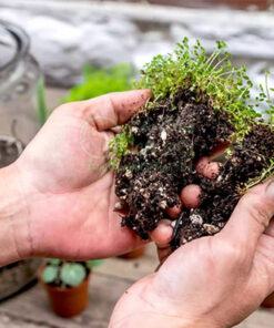 Cách trồng Terrarium