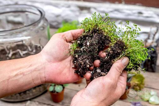 Cách trồng Terrarium