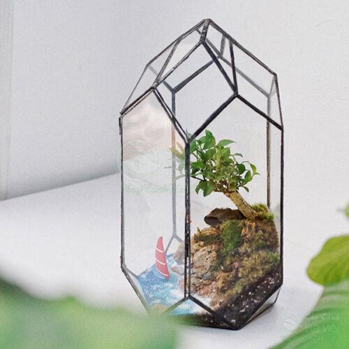 Terrarium đa giác đẹp làm quà tặng