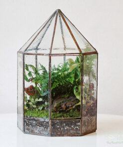 Tiểu cảnh Terrarium đa giác