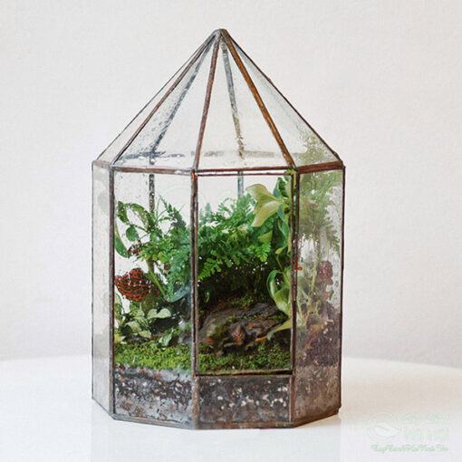 Tiểu cảnh Terrarium đa giác