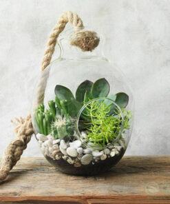 Terrarium sen đá đẹp làm quà tặng