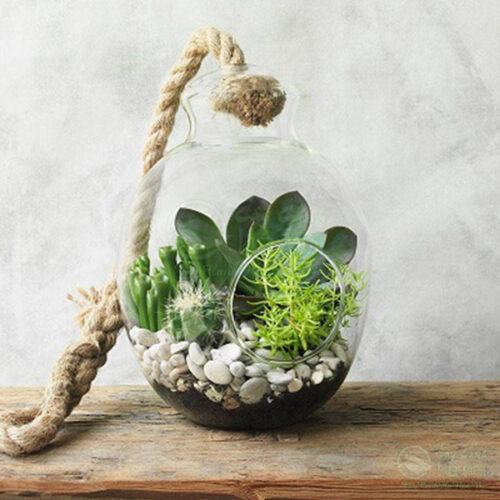 Terrarium sen đá đẹp làm quà tặng