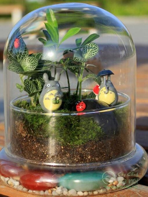 Tiểu cảnh terrarium kín