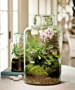 Terrarium lan hồ điệp làm chậu để bàn