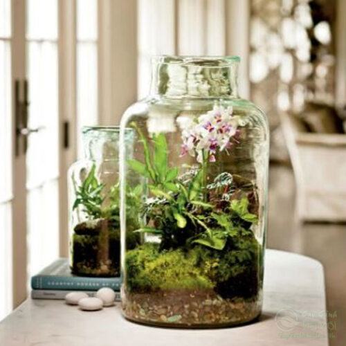 Terrarium lan hồ điệp làm chậu để bàn