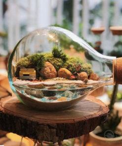 Terrarium trồng bình kín đẹp