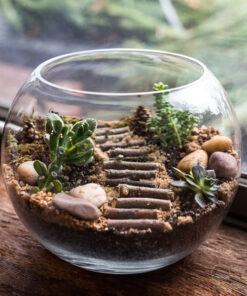 Terrarium tiểu cảnh sen đá