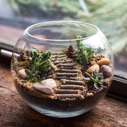 Terrarium tiểu cảnh sen đá