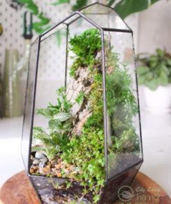 Tiểu cảnh Terrarium hở