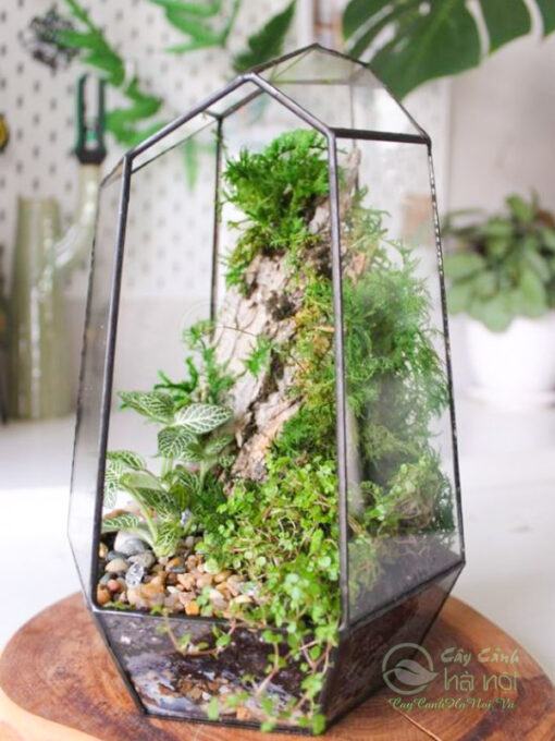 Tiểu cảnh Terrarium hở