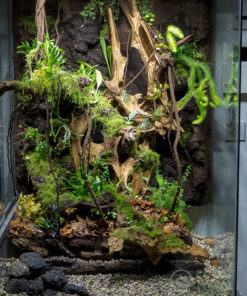 Hồ terrarium bán cạn