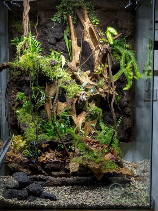 Hồ terrarium bán cạn