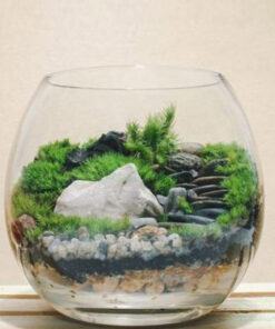 Rêu terrarium trồng tiểu cảnh bán cạn