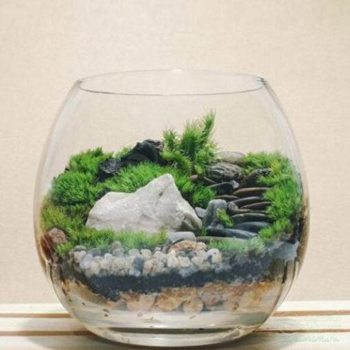 Rêu terrarium trồng tiểu cảnh bán cạn