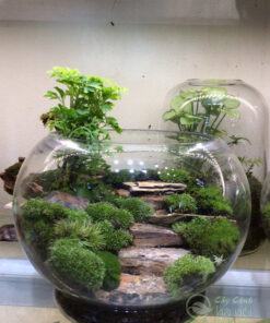 Mẫu terrarium đẹp