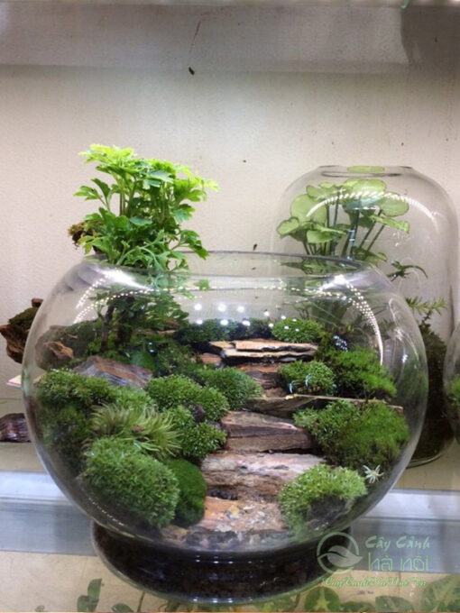 Mẫu terrarium đẹp