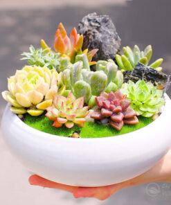 Terrarium sen đá đẹp decor văn phòng làm việc