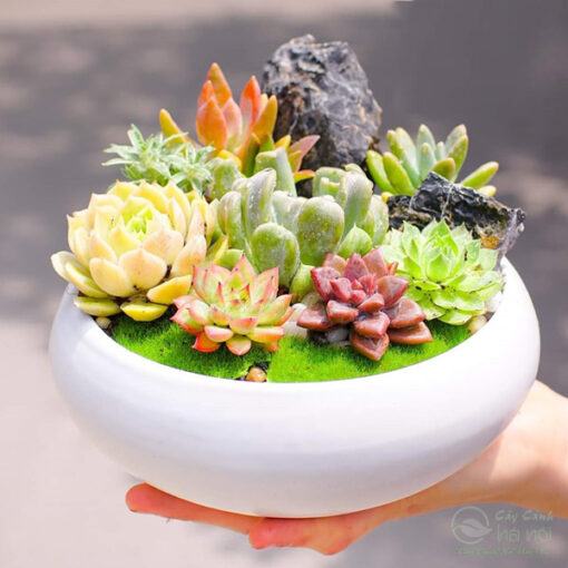 Terrarium sen đá đẹp decor văn phòng làm việc