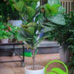 Hình ảnh cây bàng Singapore