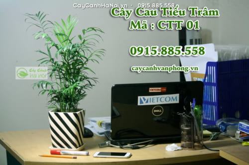 Cây để bàn đẹp mắt